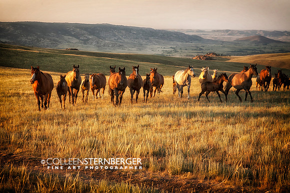 Mares and Foals
