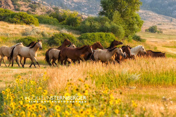 Wyoming Mares