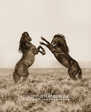 "fight at mccullough peaks", Horses, Wyoming, cowboys, cowgirls, "fine art photography", ranching, "western art", "western photography", "wild horses"