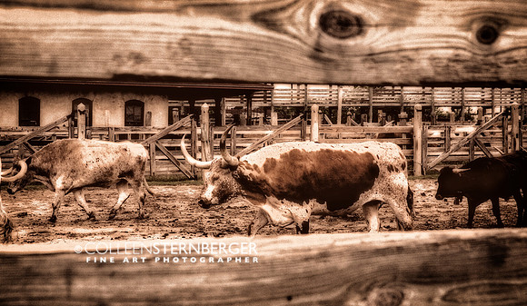 "Fort Worth", Longhorns, Texas, cattle, "fine art photography", "limited edition", sepia, stockyards, western, "western art", "western photography"