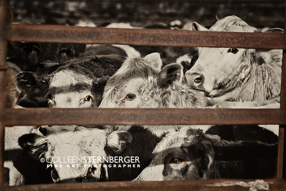"the eyes have it", "Mississippi photos", art, "cattle photos", cow, "cow photos", fine, images, photos, photos, toned