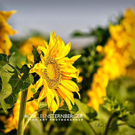 "fine art photography", flower, sunflower, "sunflower 3", yellow