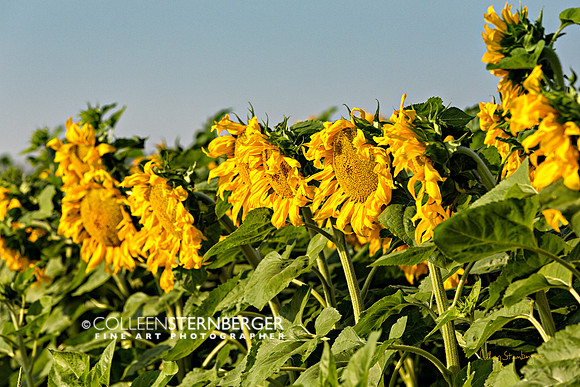"fine art photography", flower, sunflower, "sunflower 6", yellow