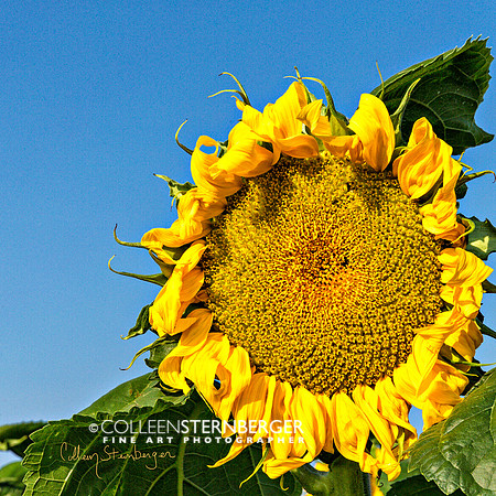 "fine art photography", flower, sunflower, "sunflower 5", yellow
