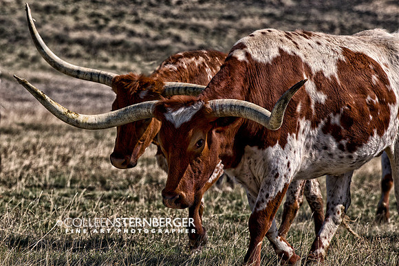 Co., Colorado, Craig, Horses, "Sombrero Ranch", cowboys, dust, longhorns, ranching, "running horses", stampede, steam, "western art", wranglers