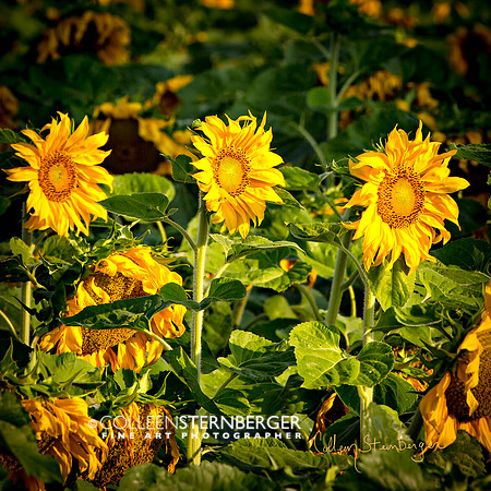 "fine art photography", flower, sunflower, "sunflower 4", yellow