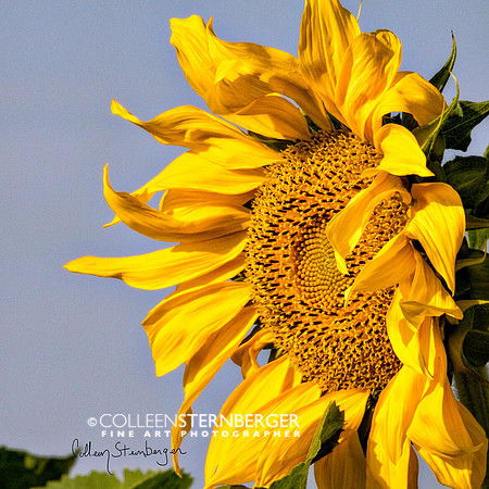 "fine art photography", flower, sunflower, "sunflower 2", yellow